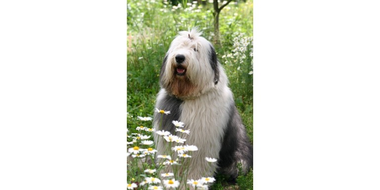 Old English Sheepdog  Razas de perros, Perro bobtail, Perros